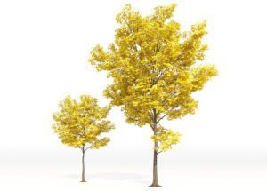 Yellow Leaf Autumn Tree 3D Model