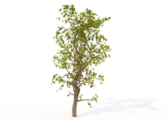 Young Carissa Tree 3D Model