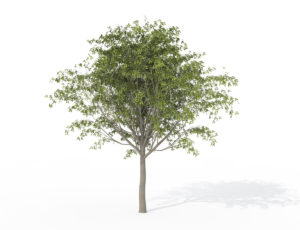 Young Hackberry Tree 3D Model