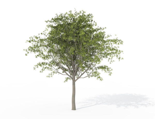 Young Hackberry Tree 3D Model 3D Plants