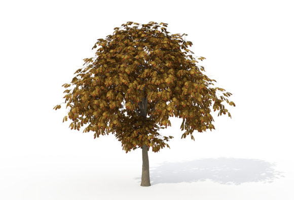Young Horse Chestnut Tree 3D Model