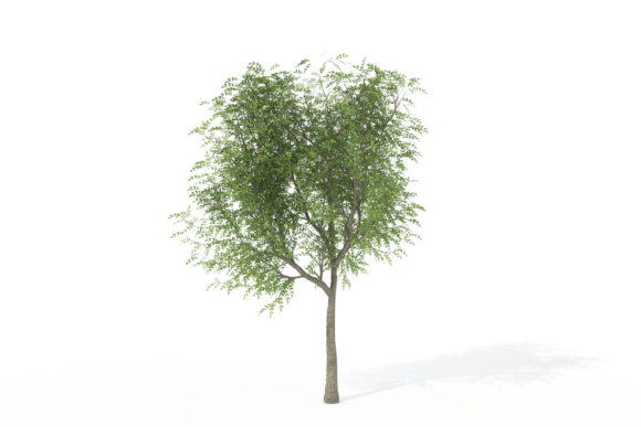 Young Japanese Walnut Tree 3D Model
