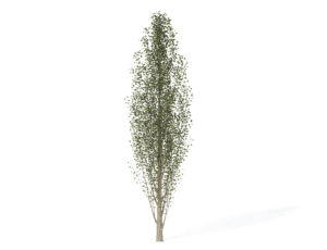 Young Lombardy Poplar Tree 3D Model