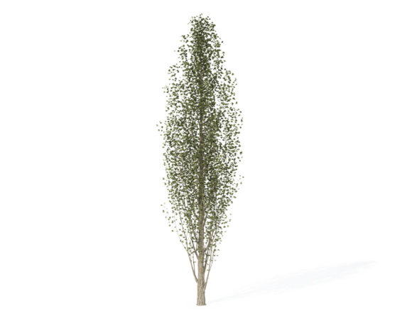 Young Lombardy Poplar Tree 3D Model