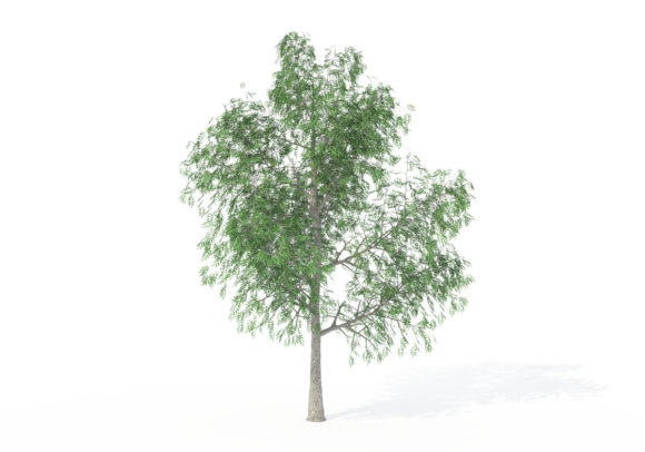 Young Pecan Tree 3D Model