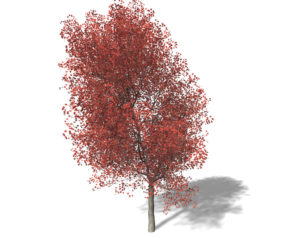 Young Red Maple Tree 3D Model