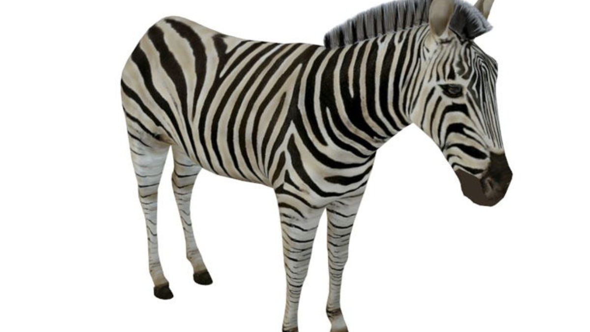 Zebra Free 3D Animal Model Animals