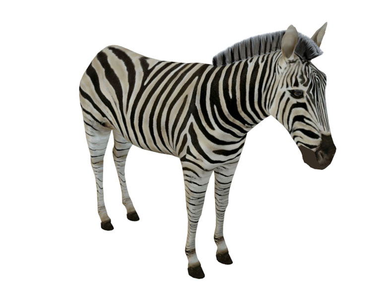 Zebra Free 3D Animal Model