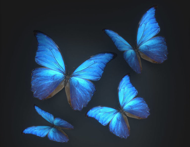 Animated Butterflies Free 3D Model Animation