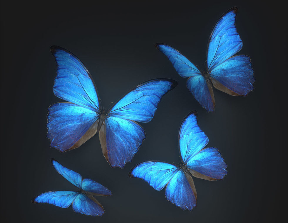 Animated Butterflies Free 3D Model