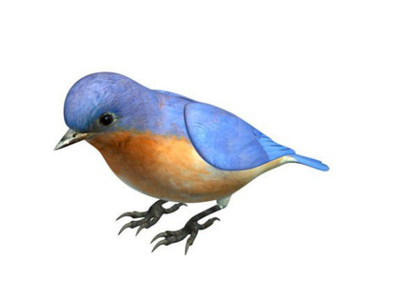 bird 3d model